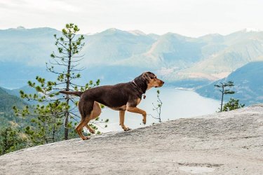 Un Viaggio A Quattro Zampe 5