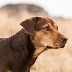 Un viaggio a quattro zampe: una scena del film
