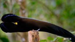 Il Nostro Pianeta - Trailer