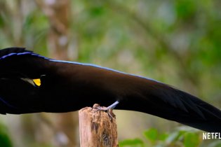 Il Nostro Pianeta - Trailer