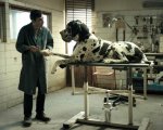 David di Donatello 2019: i vincitori, trionfo di Dogman