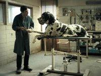 David di Donatello 2019: i vincitori, trionfo di Dogman