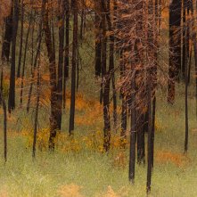 Il nostro pianeta: un momento della prima stagione