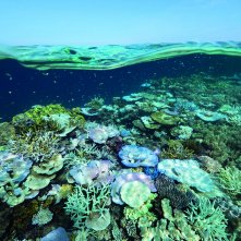 Il nostro pianeta: una scena del documentario