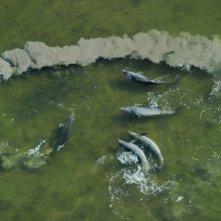 Il nostro pianeta: una sequenza del documentario