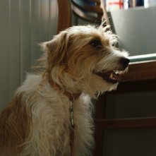 Torna a casa Jimi! 10 cose da non fare quando perdi il tuo cane a Cipro: il cane Jimi diventato 'merce di contrabbando'