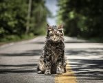 Pet Sematary: morto Leo, il gatto Church del remake
