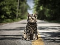 Pet Sematary: morto Leo, il gatto Church del remake