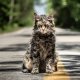 Pet Sematary, la recensione: una nuova versione tra rivisitazione e tradimento