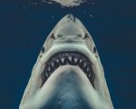 Lo Squalo: ecco la locandina virale con un inquietante squalo vero!