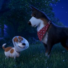 Pets 2 - Vita da Animali: Max e Rooster in una scena