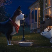 Pets 2 - Vita da Animali: un momento del film