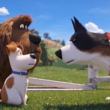 Pets 2 - Vita da Animali: Max insieme a Rooster in una scena