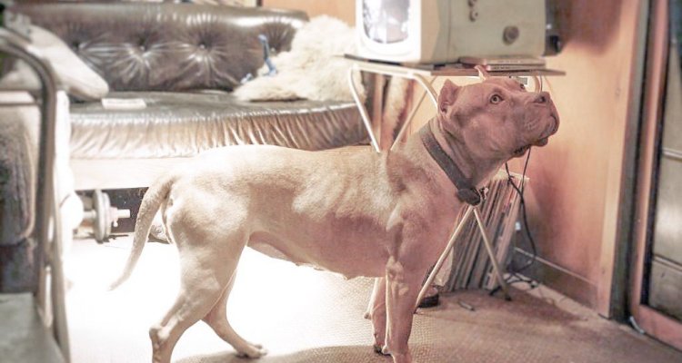 Cane C Era Una Volta A Hollywood