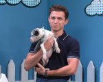 Tom Holland, la star di Spider-Man aiuta dei cuccioli a trovare casa (VIDEO)