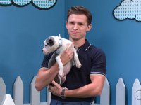 Tom Holland, la star di Spider-Man aiuta dei cuccioli a trovare casa (VIDEO)