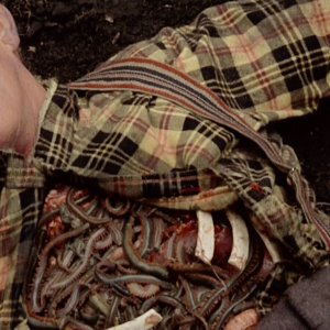 Una scena di Squirm - I carnivori venuti dalla savana