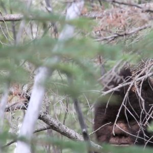 Discovering Bigfoot: un'immagine del documentario