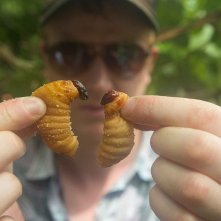 Bugs: un'immagine del documentario