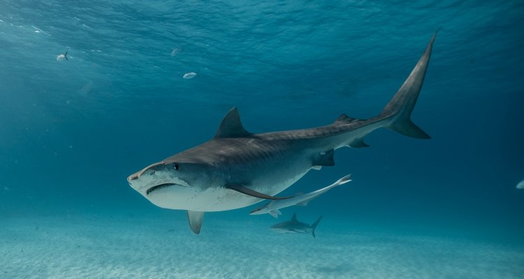 Shark - Il Primo Squalo Streaming Film Senza Limiti