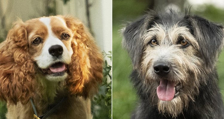Razze Di Cani Lilli E Il Vagabondo