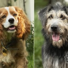 Lilli e il Vagabondo: la foto dei due protagonisti