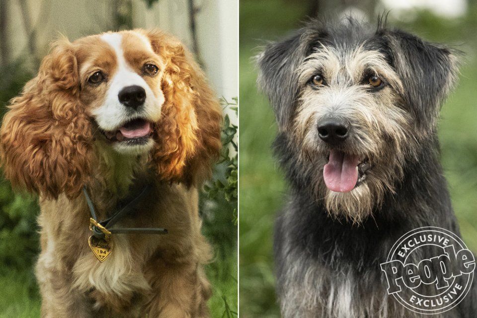 New Photos Of The Dogs Who Star In Disneys Live Action Remake Of Lady And The Tramp