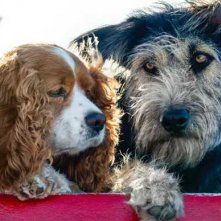 Lilli e il Vagabondo: una foto dei protagonisti