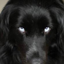 La fattoria dei nostri sogni: una scena del film