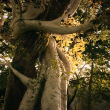 Tolkien: una sequenza del film