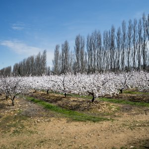 Van Gogh e il Giappone: una scena del documentario