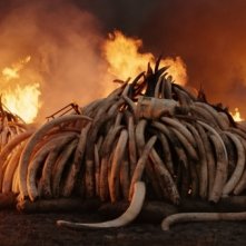 Antropocene - L'epoca umana: un'immagine del film
