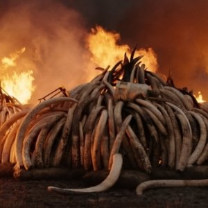 Antropocene - L'epoca umana: un'immagine del film