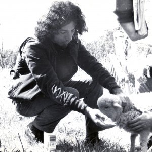 1968 - Gli Uccelli: Una storia mai raccontata: una sequenza del documentariotario