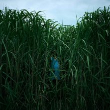 Nell'erba alta: un'immagine del film