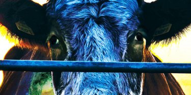 Cowspiracy Film