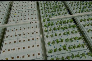 Little Joe - Trailer