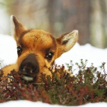 Ailo - Un'avventura tra i ghiacci: una scena del documentario