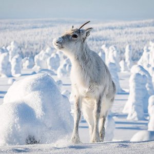 Ailo - Un'avventura tra i ghiacci: un momento del documentario