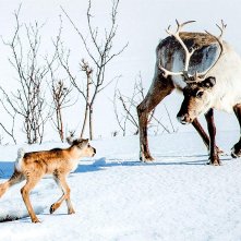 Ailo - Un'avventura tra i ghiacci: un'immagine del film