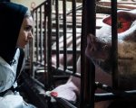 Rooney Mara sostiene Animal Equality: ecco il video dell'inchiesta sugli allevamenti intensivi