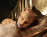 Cats: Universal annuncia una versione “aggiornata” con effetti speciali migliori