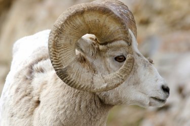 Ariete