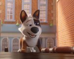 Tappo - Cucciolo in un mare di guai, la recensione: un film per entrare in empatia con i nostri amici animali
