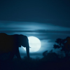Notte sul pianeta Terra: la marcia notturna degli elefanti