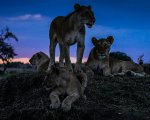 Notte sul pianeta Terra, la recensione: l’oscurità e la meraviglia nella nuova docuserie Netflix