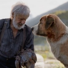 Il richiamo della foresta: Harrison Ford in un'immagine del film