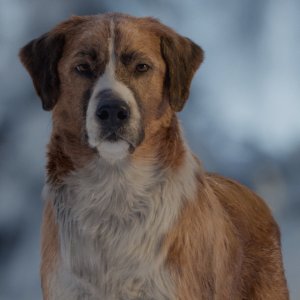 Il richiamo della foresta: un'immagine del film