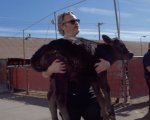 Joaquin Phoenix, dopo la vittoria agli Oscar, salva una mucca e il suo vitellino