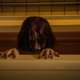 The Grudge, la recensione: addio alla tradizione giapponese nel reboot del 2020